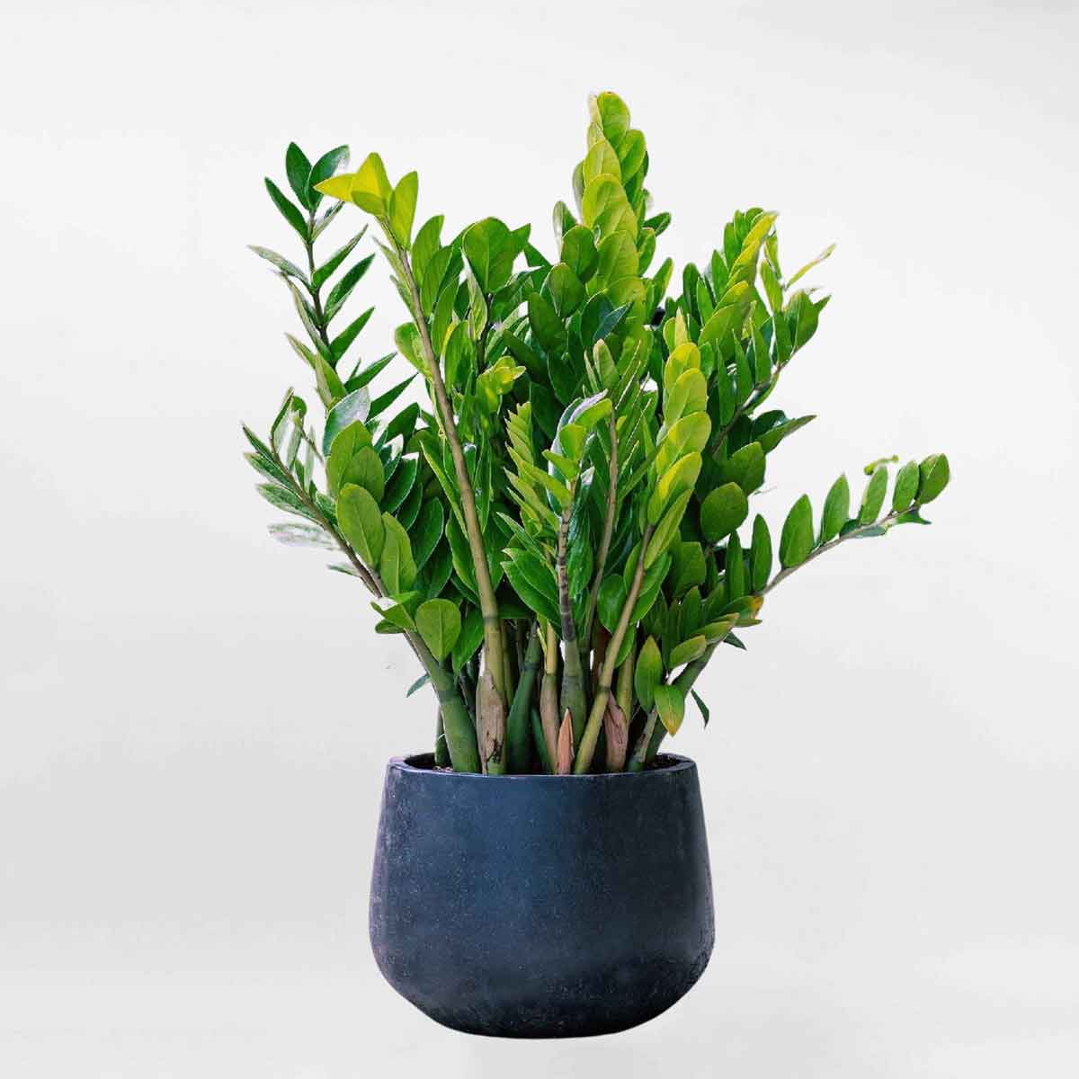 Cây kim tiền cỡ lớn chậu xi măng remy màu đen ZAMI014