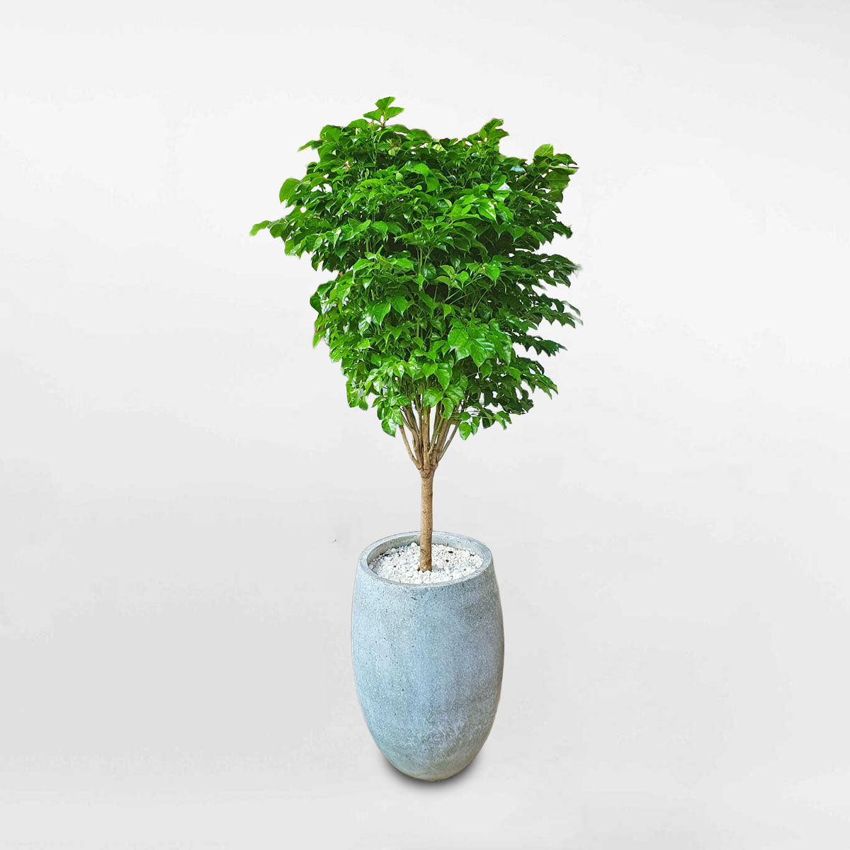Cây hạnh phúc một thân cỡ trung chậu đá mài RADE007