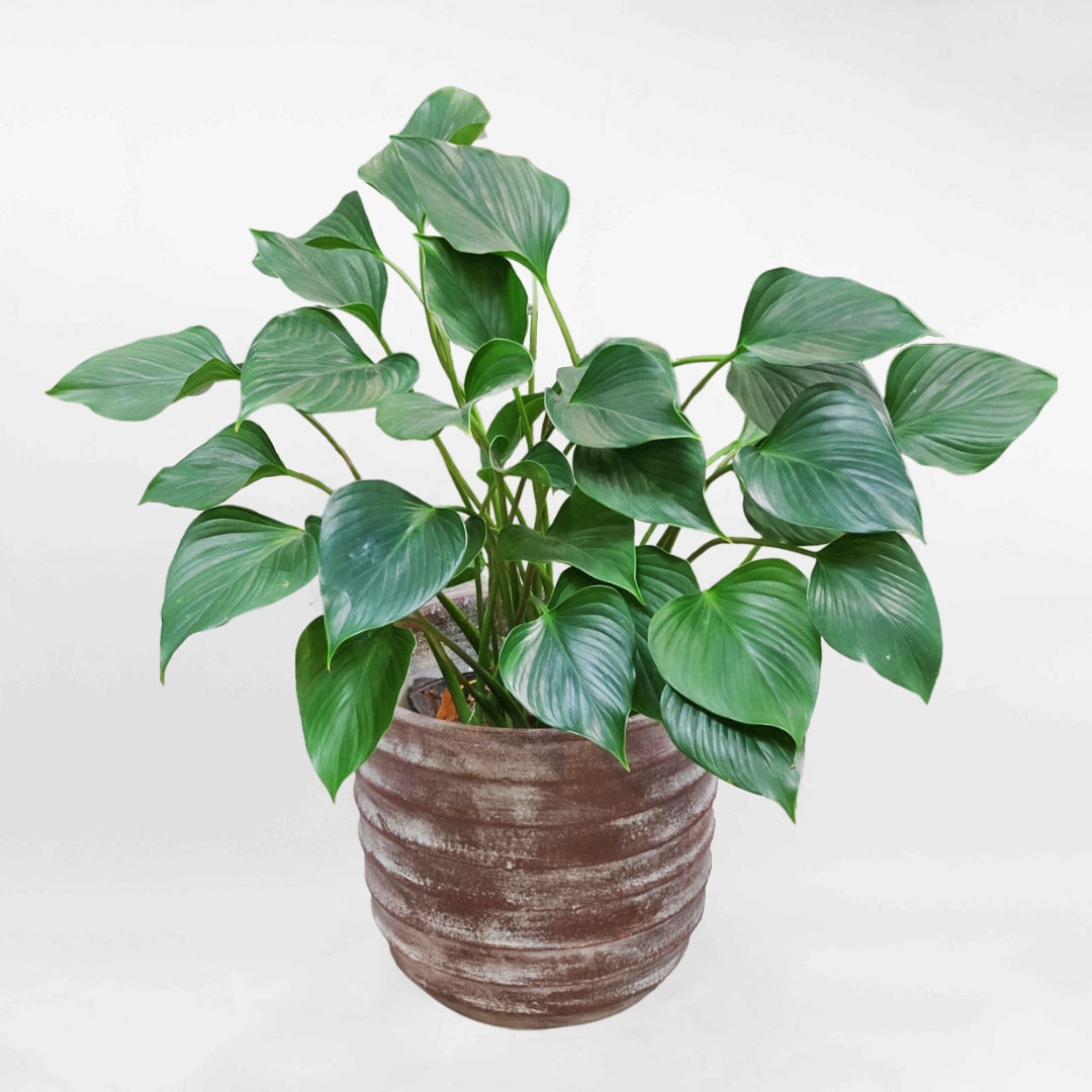 Cây Thanh tâm chậu gốm Aglaonema Modestum Schott AGSC001
