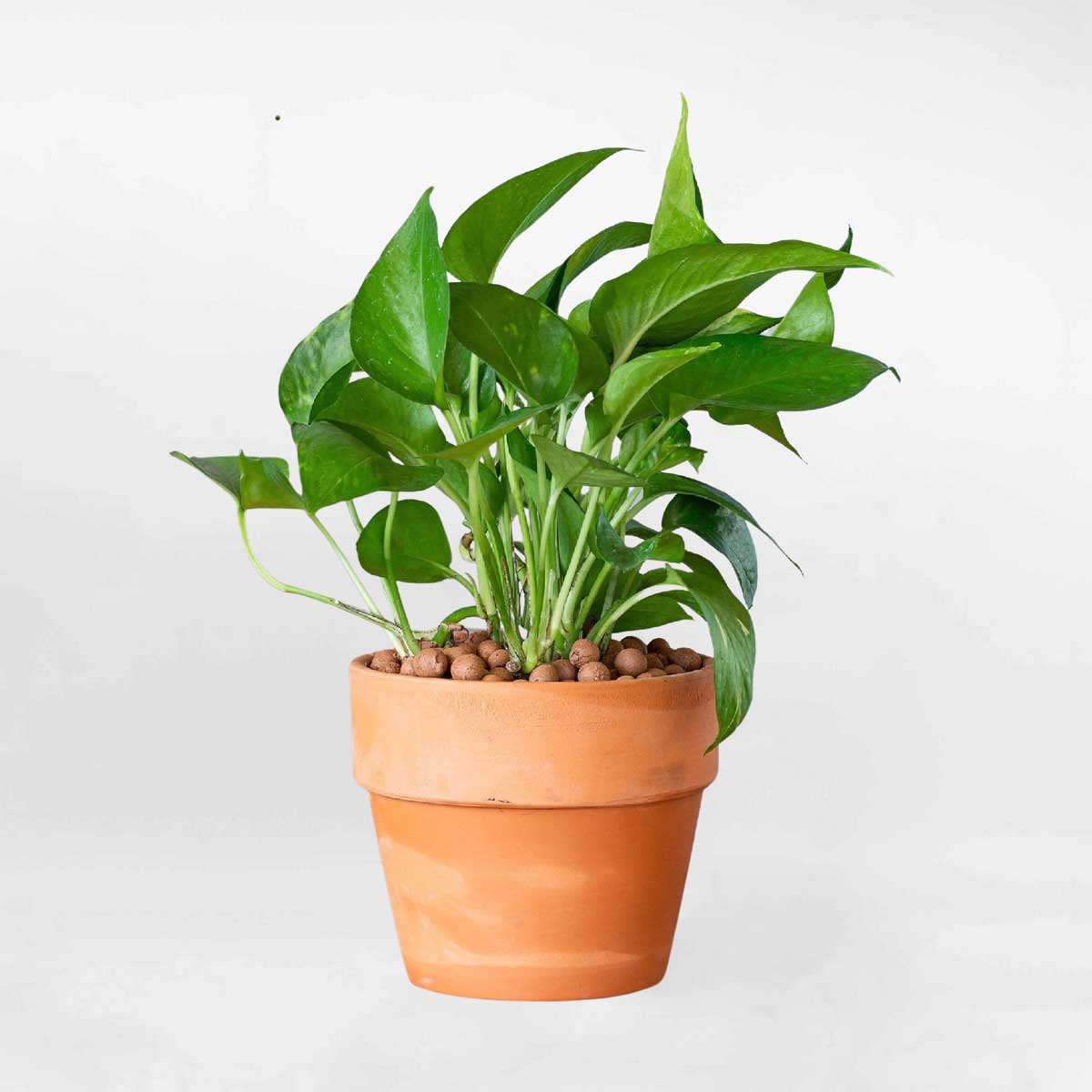 Cây trầu bà xanh để bàn chậu gốm CTBC004