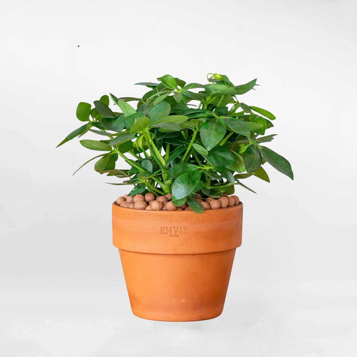 Cây ngũ gia bì mini chậu đất nung SCHE005
