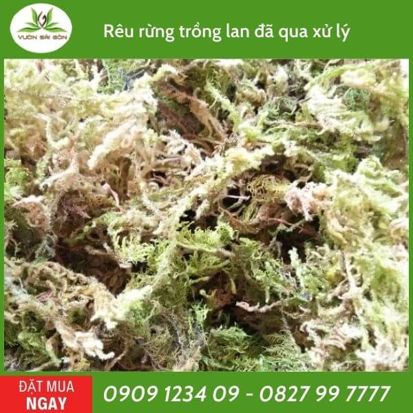 Rêu rừng trồng lan đã qua xử lý 2