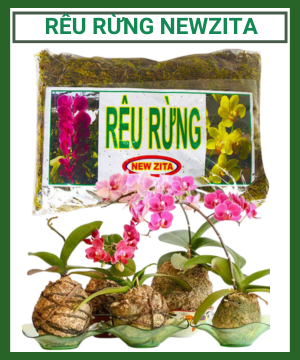 Rêu rừng trồng lan đã qua xử lý