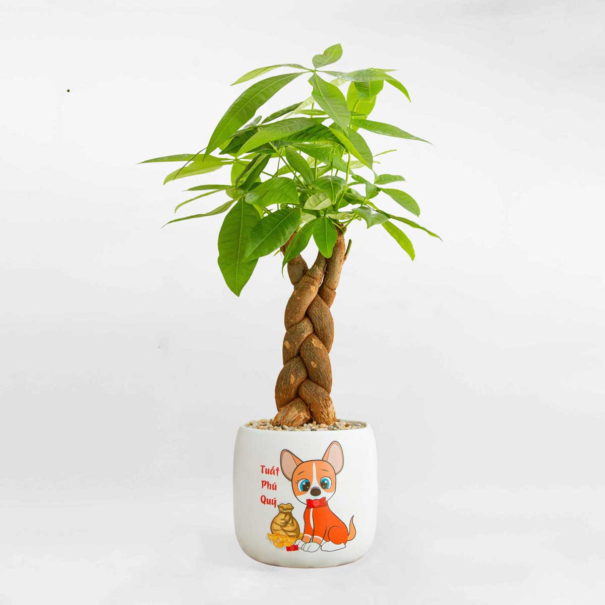 Cây kim ngân để bàn chậu sứ tuổi Tuất LONI010