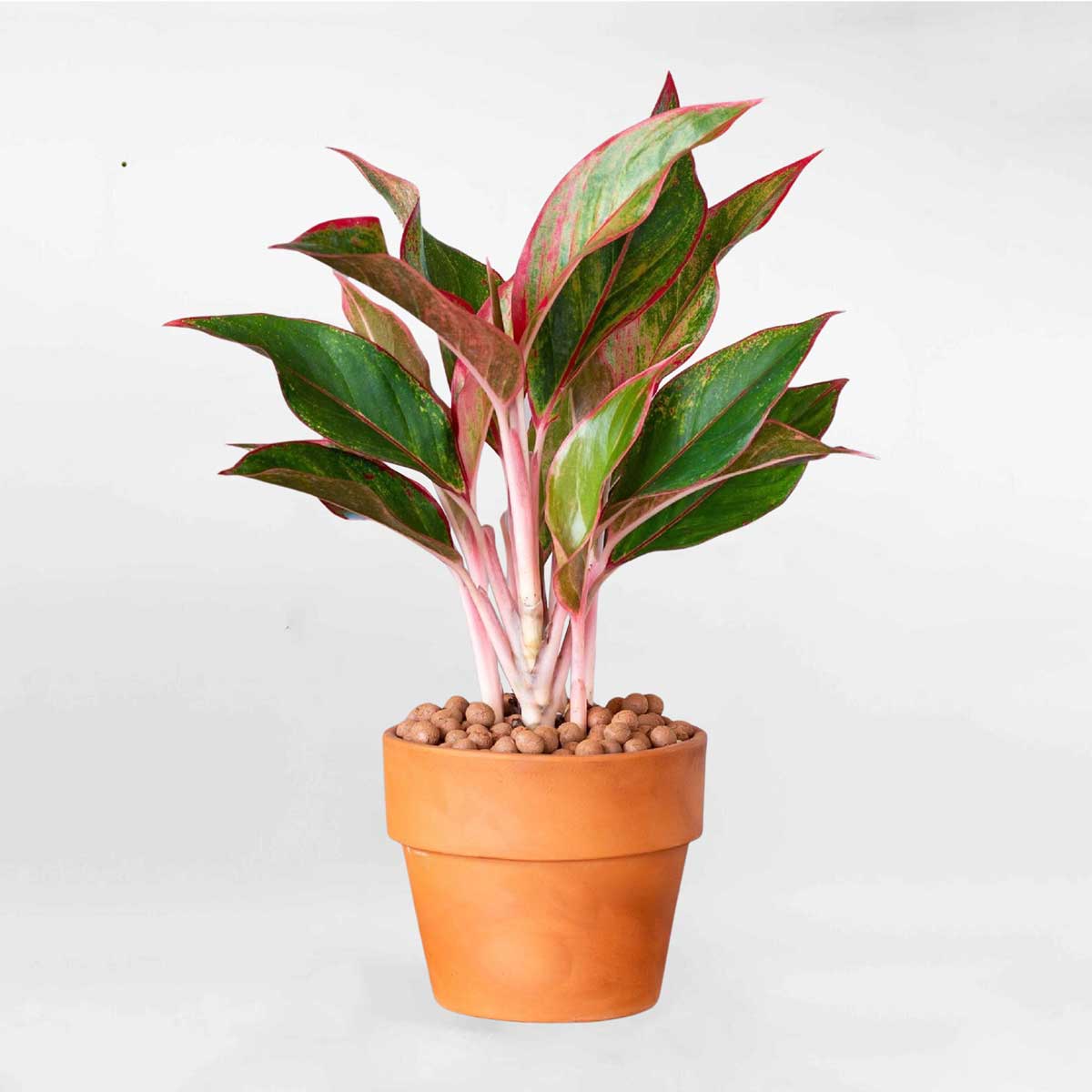 Cây Phú quý để bàn chậu gốm Aglaonema Siam Aurora chậu sứ để bàn AGLA003