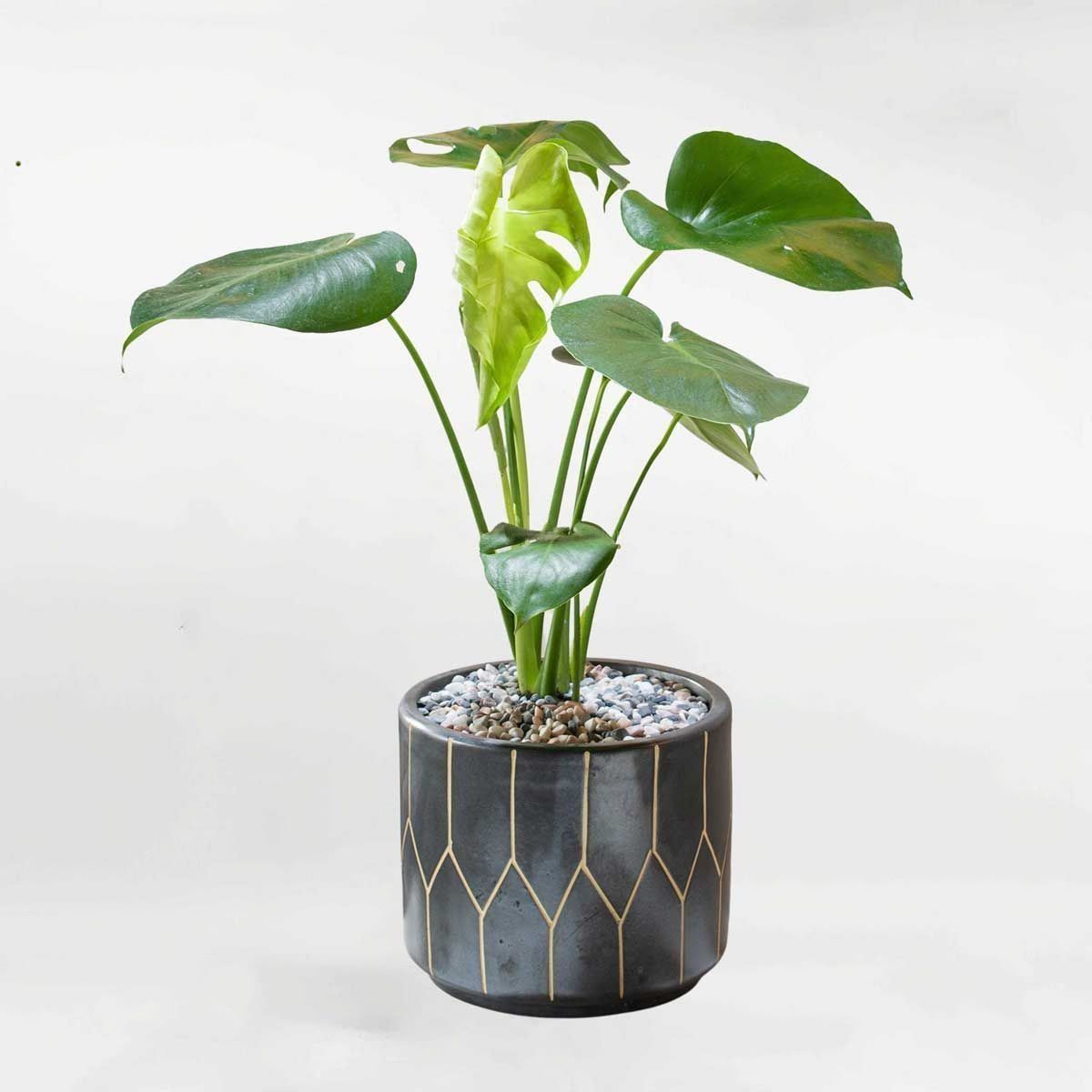 Cây Trầu bà Nam Mỹ Monstera nhiều thân chậu gốm đen MONS006