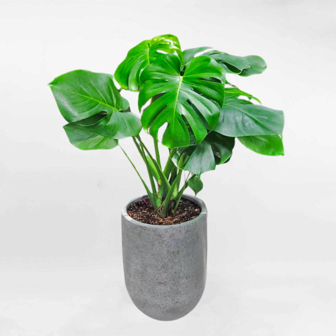 Cây Trầu bà Nam Mỹ Monstera nhiều thân chậu xi măng MONS005