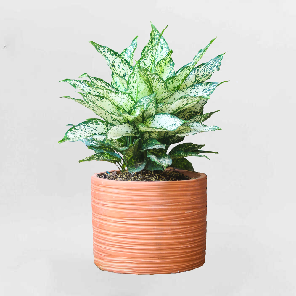 Cây Ngọc Ngân để bàn chậu gốm size Trung – Aglaonema Snow White CNN002