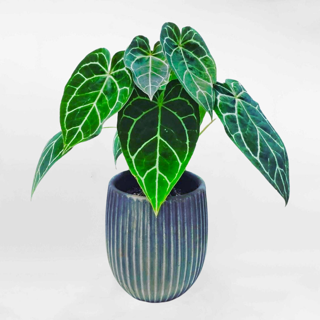 Cây Hồng môn Anthurium Crystallinum để bàn ANCR001