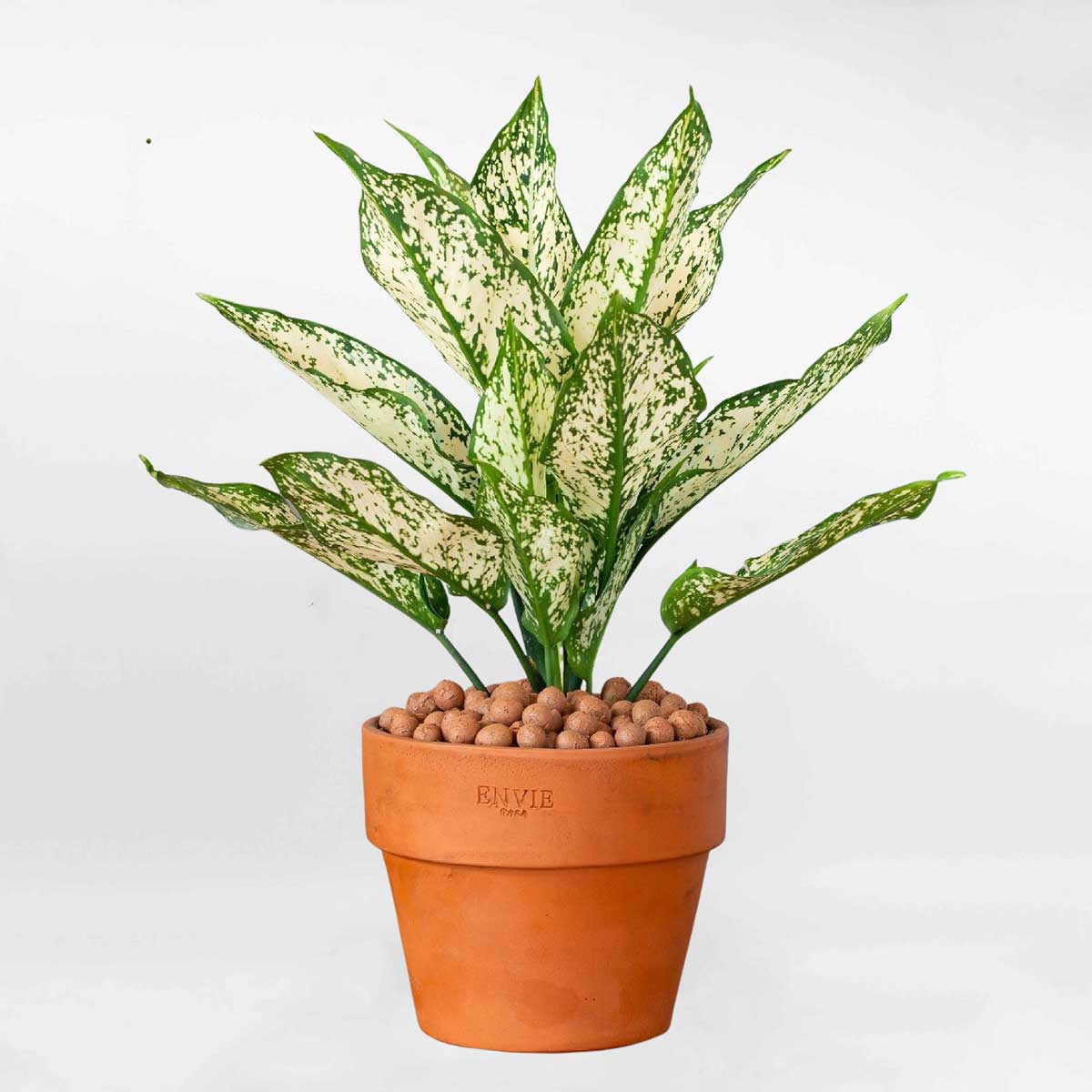 Cây ngọc ngân để bàn chậu đất nung AGLA004