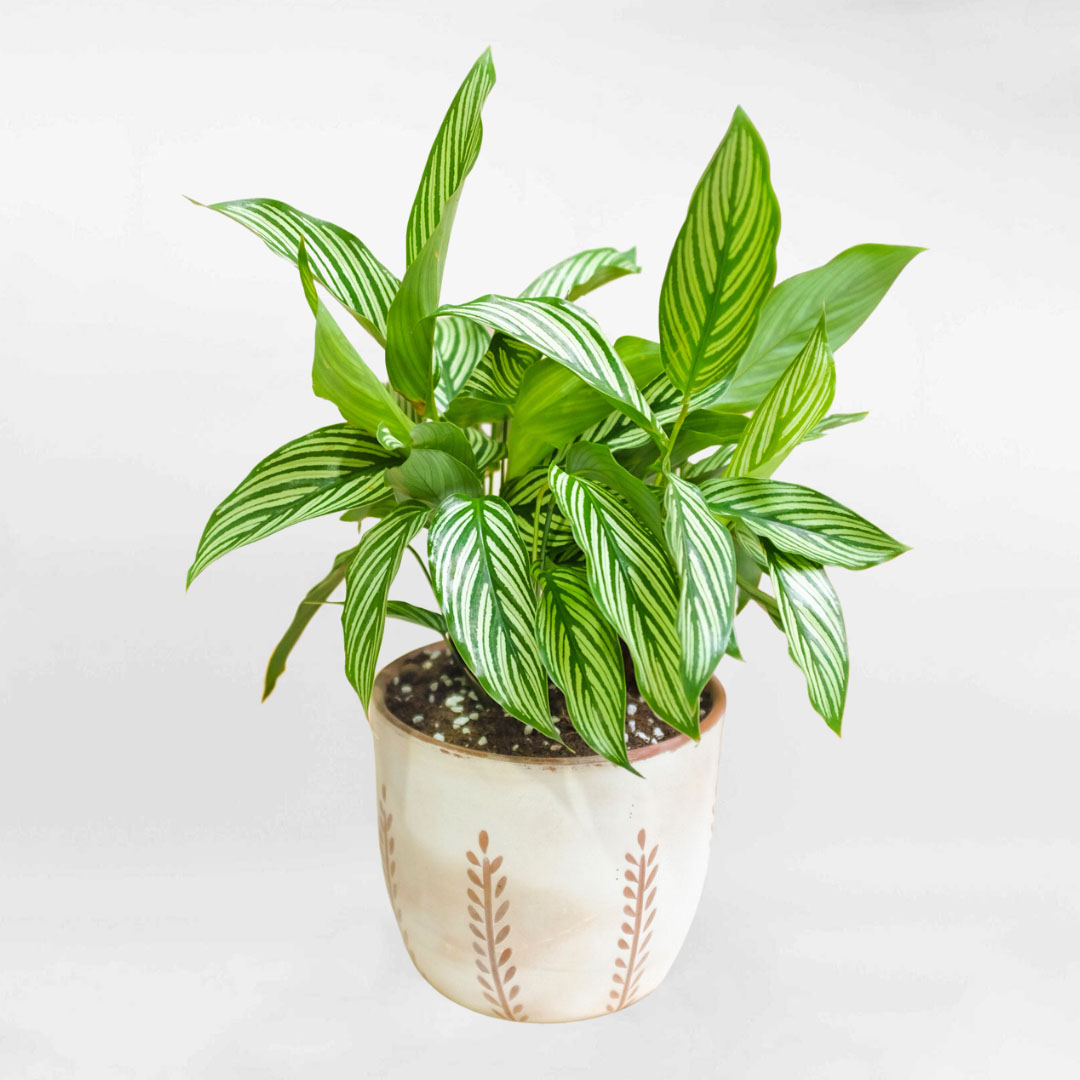 Cây Đuôi công sọc Calathea Vittata chậu gốm CATH065