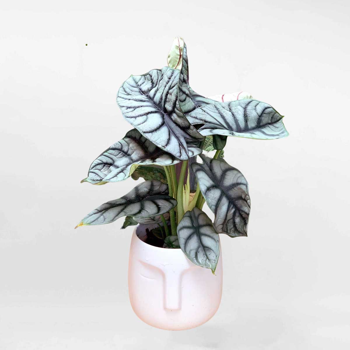 Cây Môn Rồng Bạc Alocasia Baginda Silver Dragon chậu sứ trắng ALOCA001
