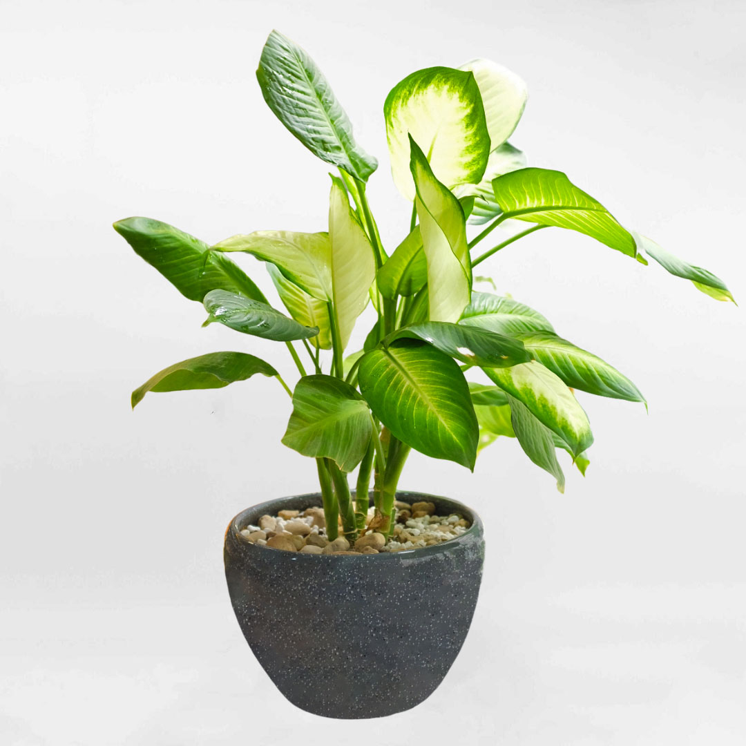 Cây Sao sáng Dieffenbachia Camille chậu sứ để bàn DIEF001
