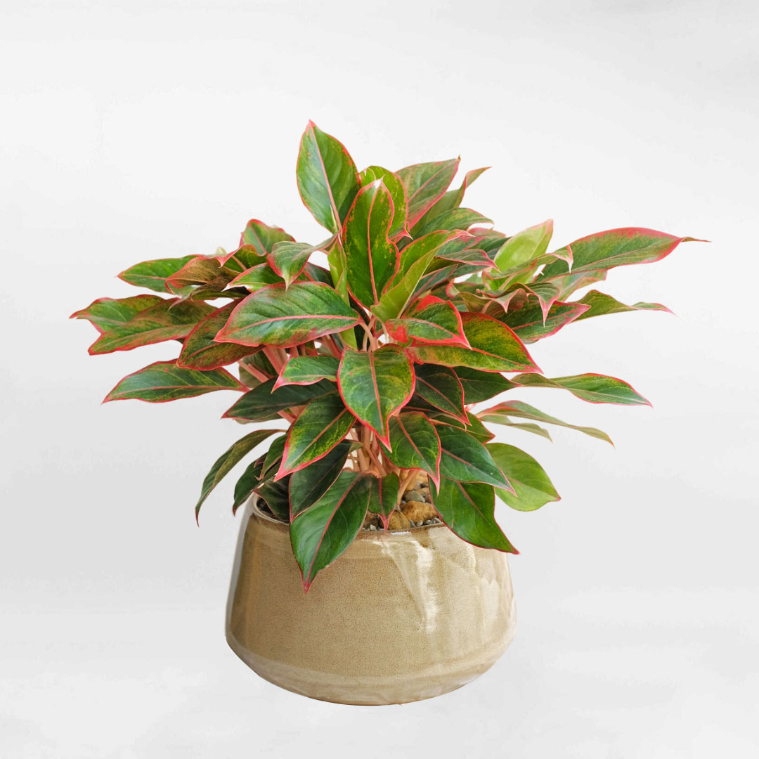 Cây Phú quý Aglaonema Siam Aurora chậu sứ để bàn AGLA002
