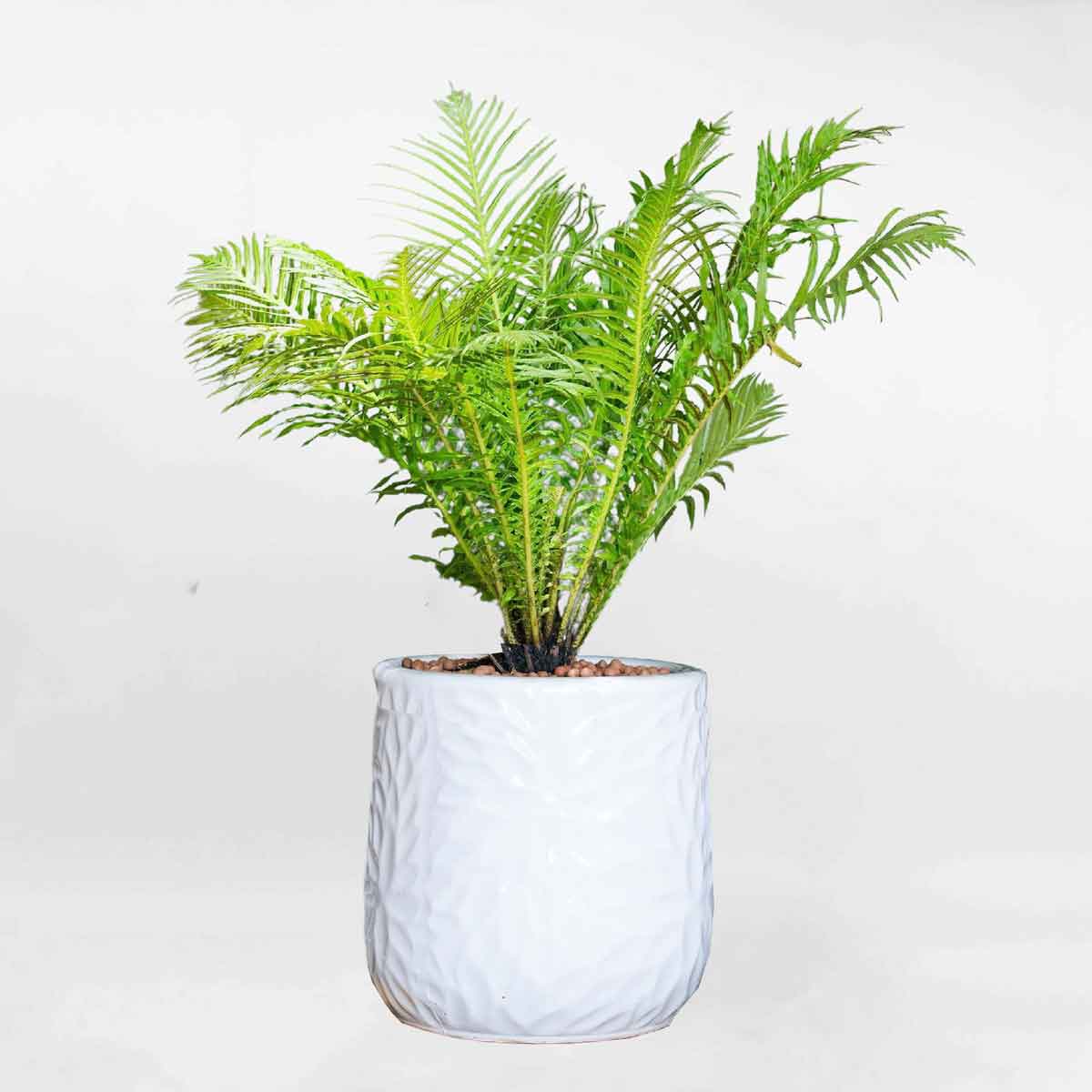 Cây dương xỉ khổng tước chậu sứ tròn CDXKT001