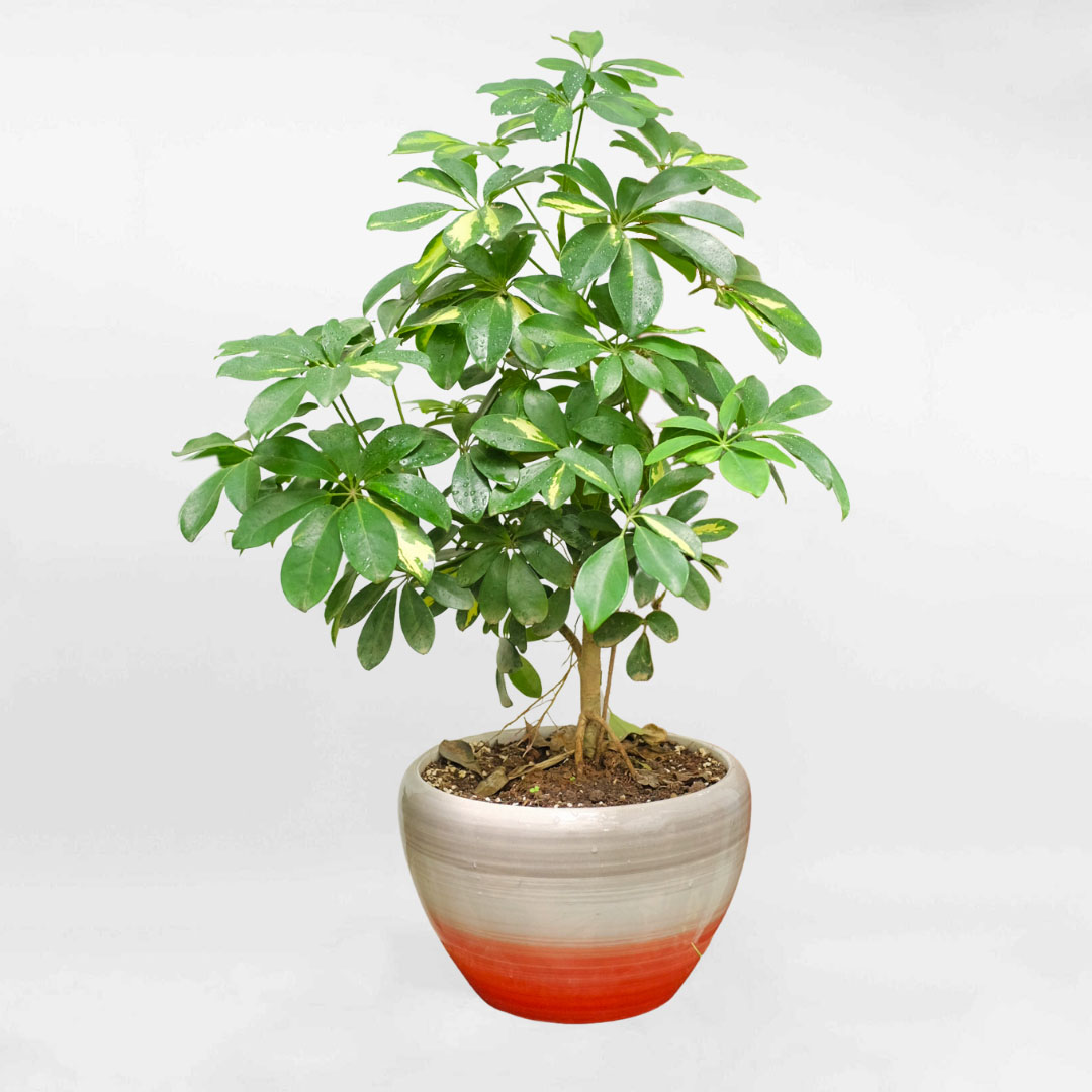 Cây Ngũ gia bì cẩm thạch bonsai chậu sứ SCHE026
