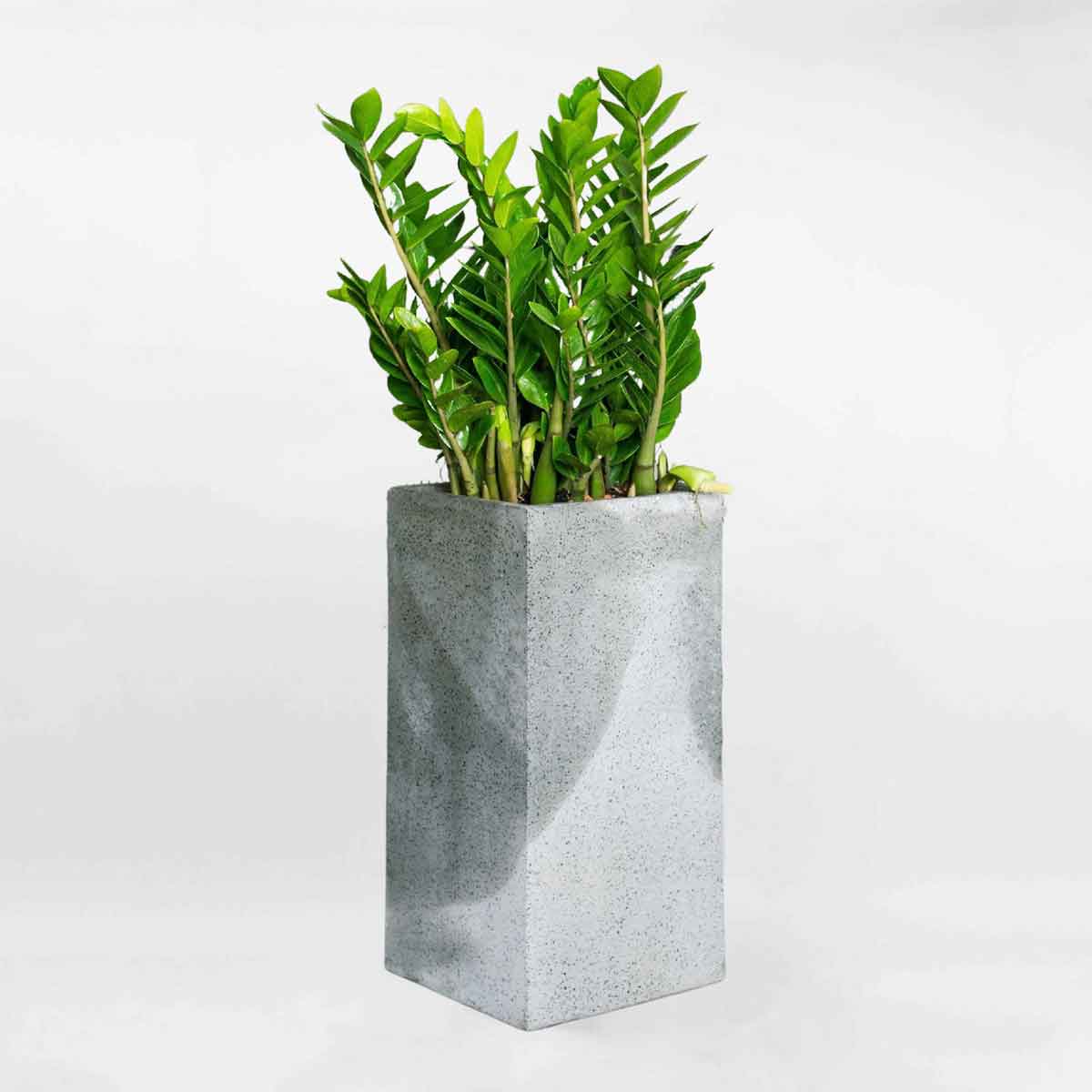 Cây kim tiền cỡ trung chậu xi măng trụ vuông ZAMI017