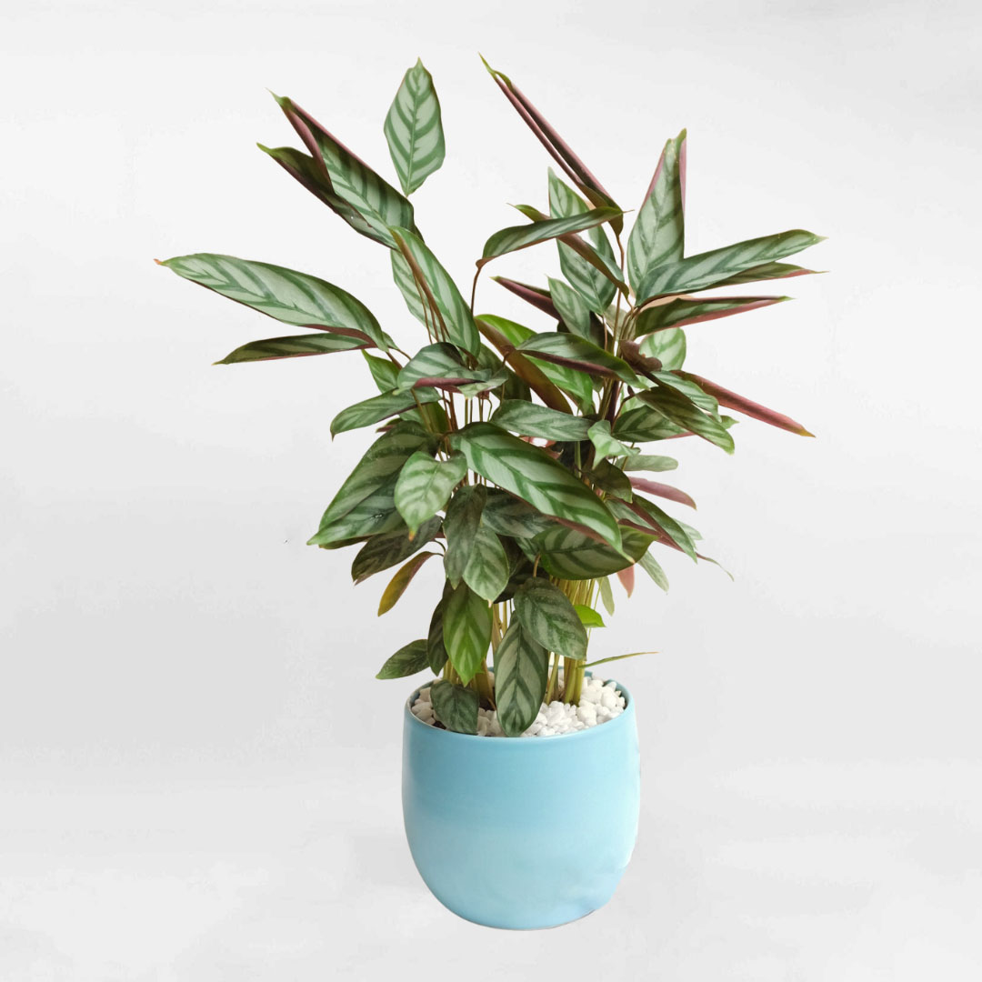 Cây đuôi công lá tím sọc xanh Calathea Bachemiana để bàn CALA004