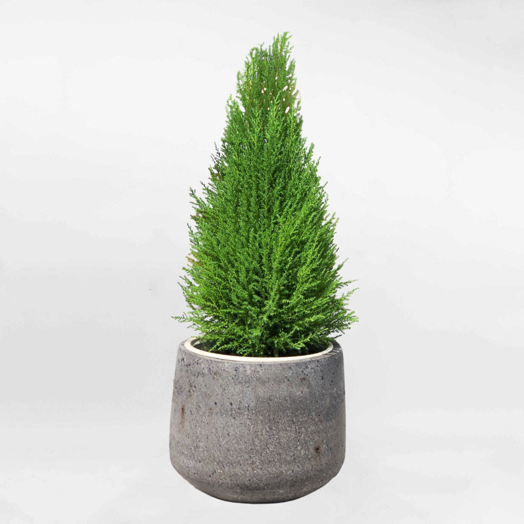 Cây Tùng thơm Cupressus Macrocarpa chậu xi măng nhỏ để bàn CUPR001