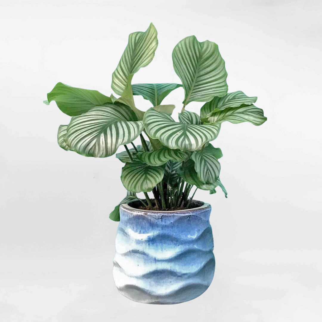 Cây đuôi công táo xanh Calathea Orbifolia chậu gốm để bàn CALA003