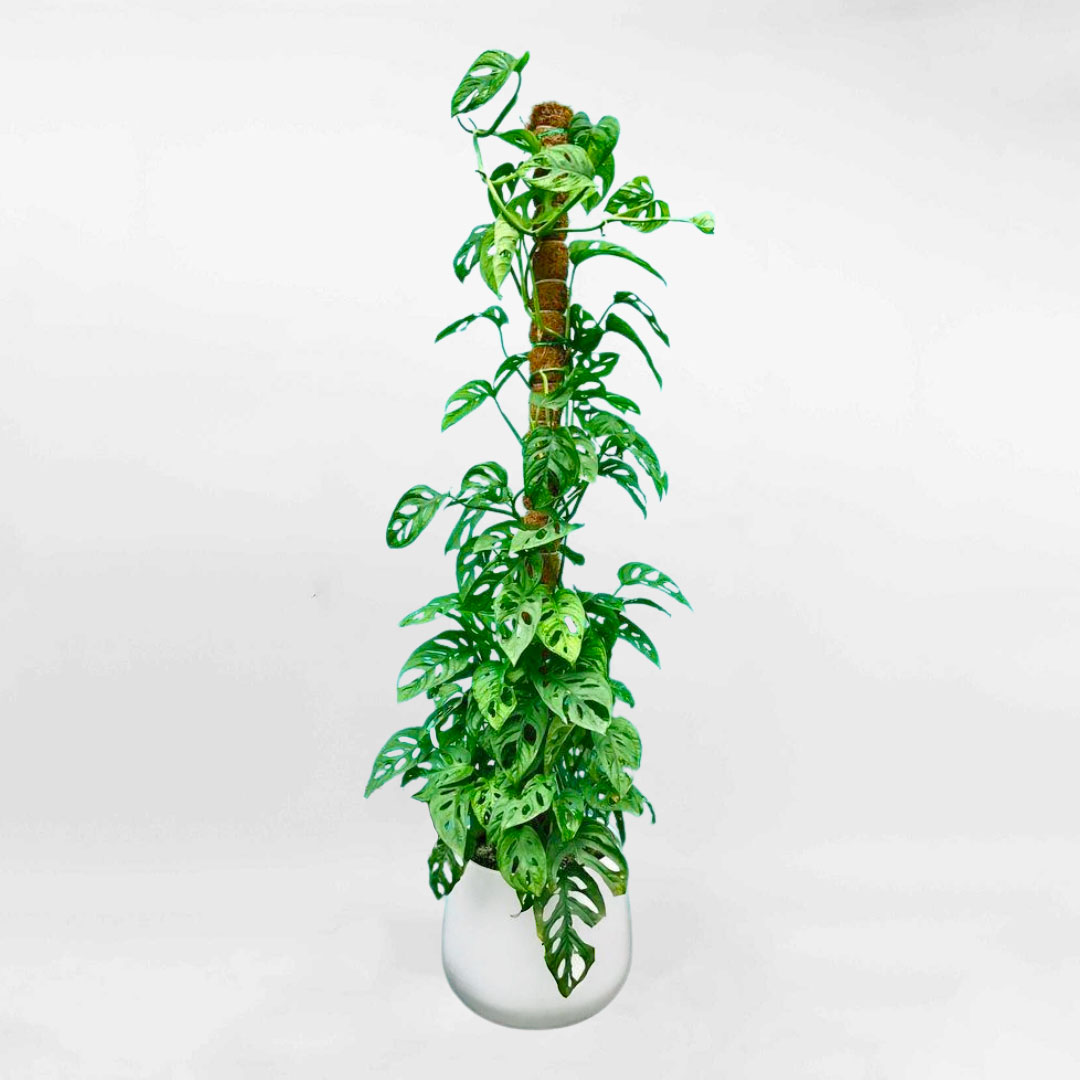 Cây Trầu bà lỗ leo cột chậu gốm trắng MONS004