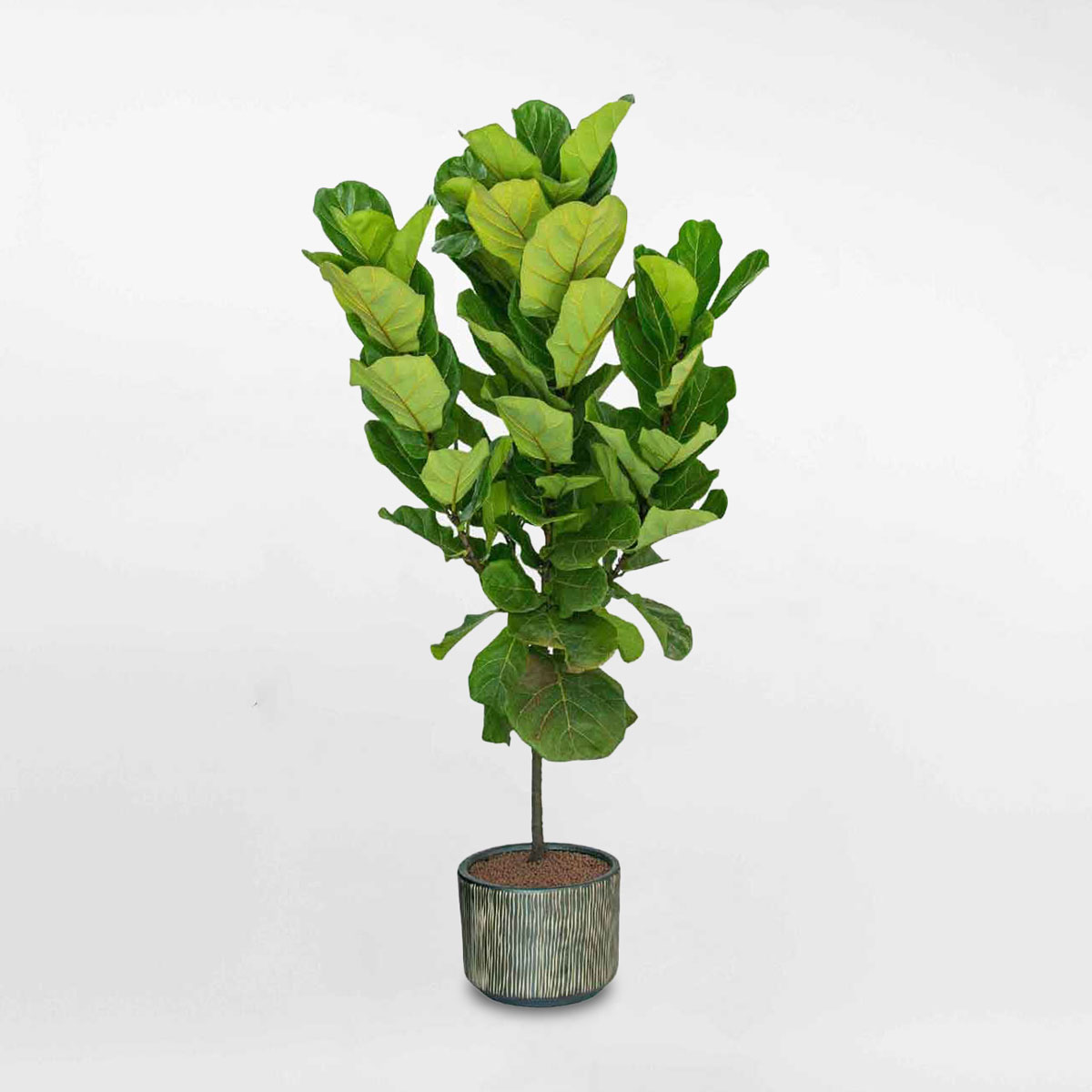 Cây bàng Singapore lớn chậu gốm sứ LYRA022