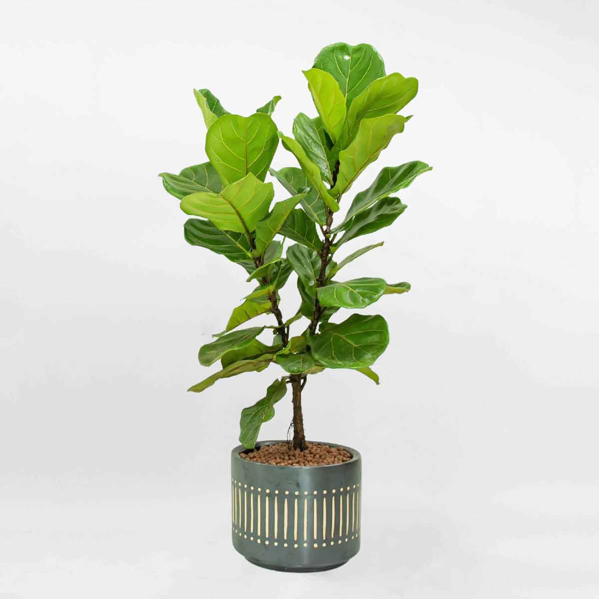 Cây bàng Singapore 2 nhánh chậu gốm sứ LYRA021