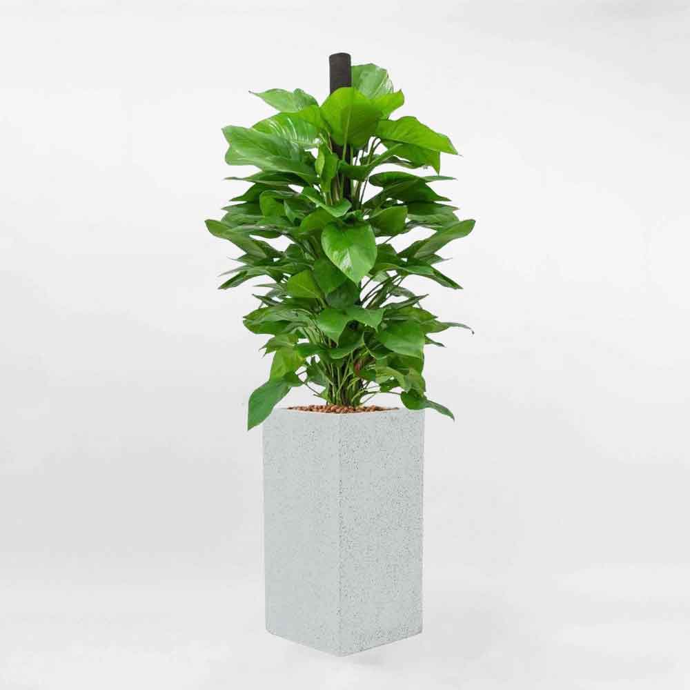 Cây trầu bà cột chậu đá mài trụ vuông CTBC003