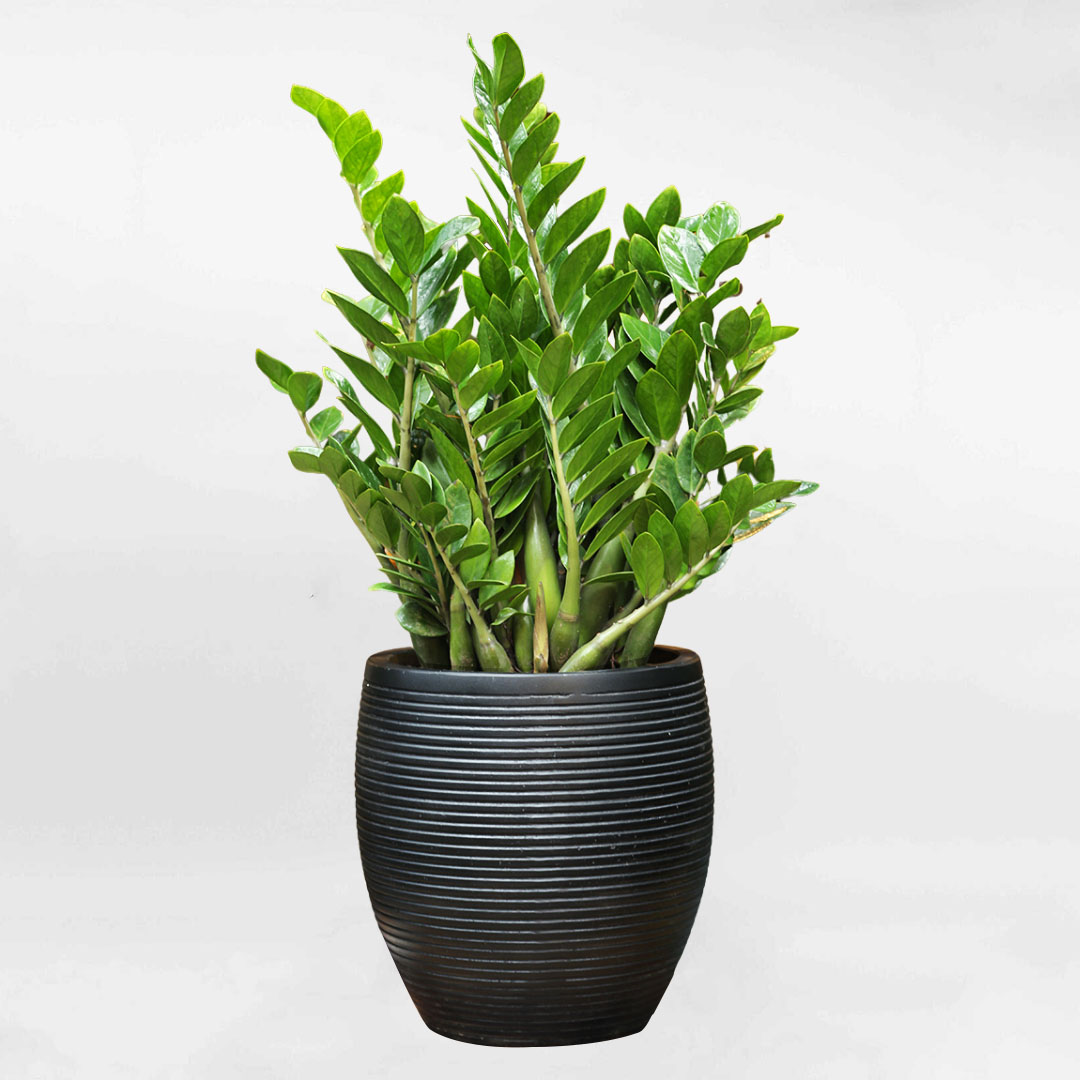 Cây kim tiền cỡ lớn chậu xi măng hình lu ZAMI019