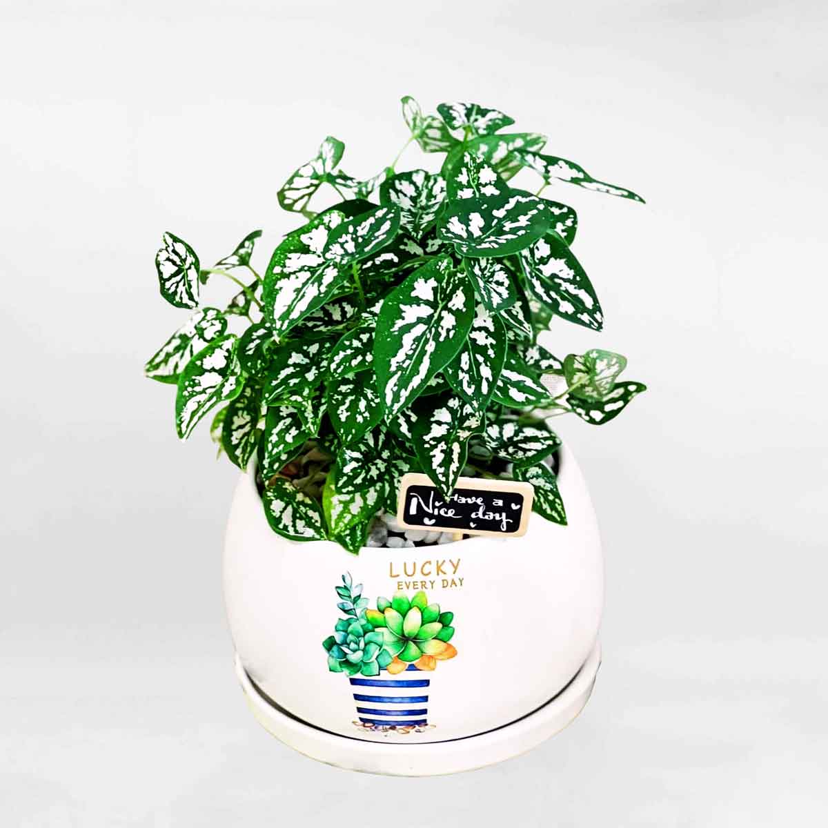 Cây môn trắng lá nhỏ chậu sứ để bàn CADI001