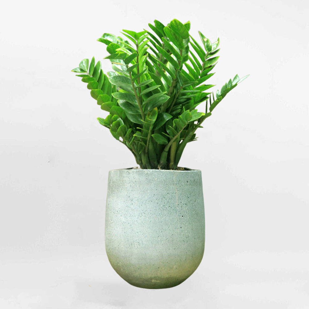 Cây Kim tiền chậu xi măng đá hình lu ZAMI016