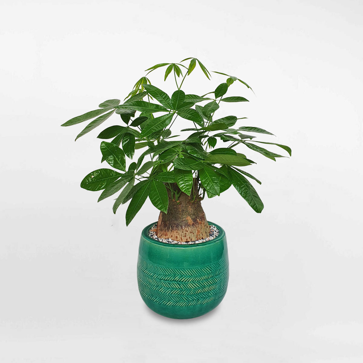 Cây kim ngân một thân cổ thụ chậu sứ xanh LONI012