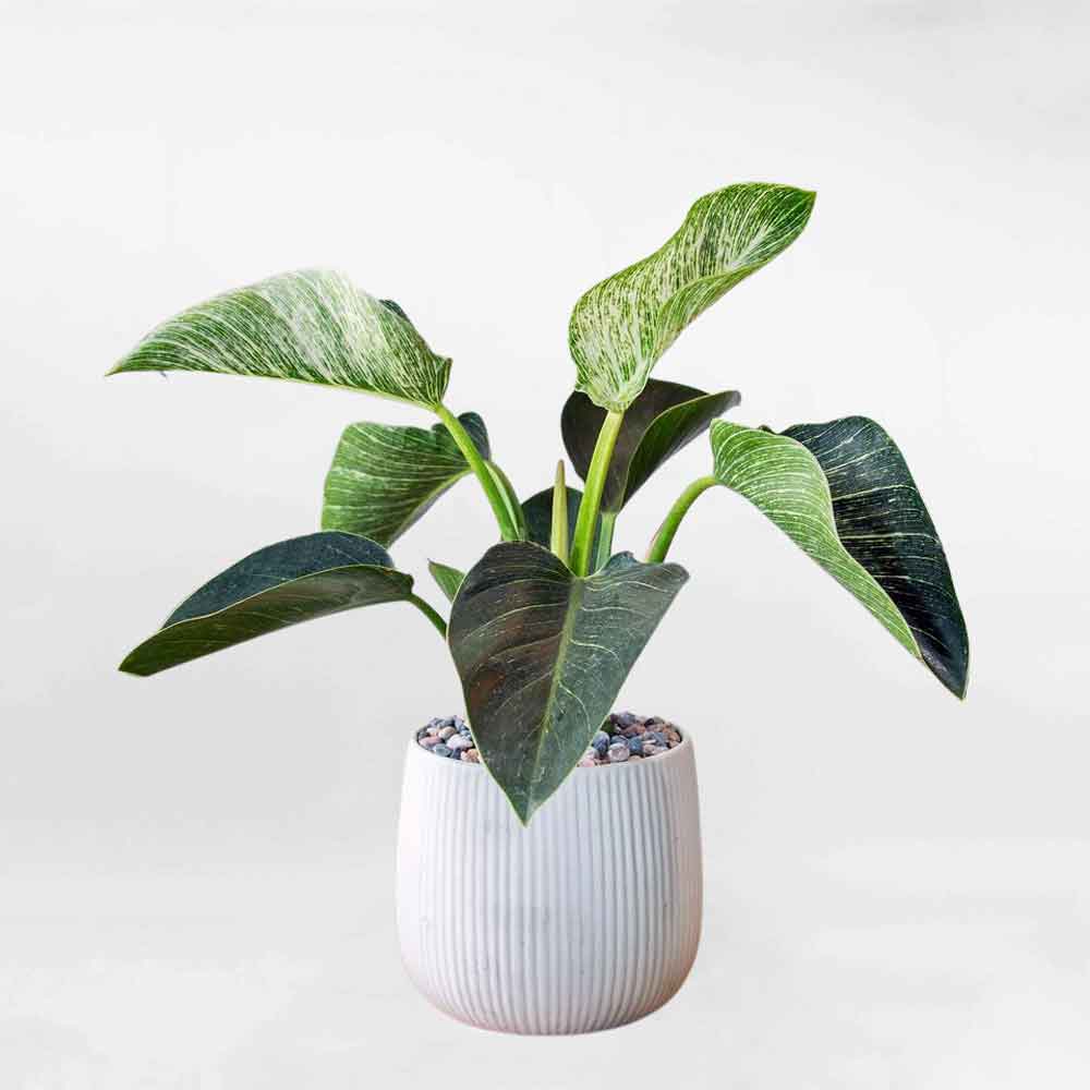Cây trầu bà kim cương chậu sứ để bàn PHIL001