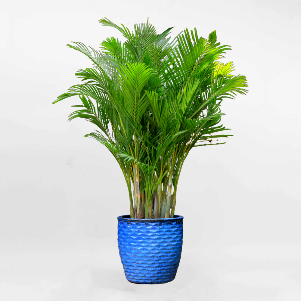 Cây Cau vàng Nhật Bản cỡ lớn chậu sứ xanh CHRY008