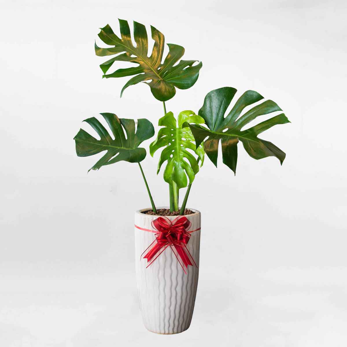 Cây trầu bà Nam Mỹ Monstera chậu men sứ cao MONS003