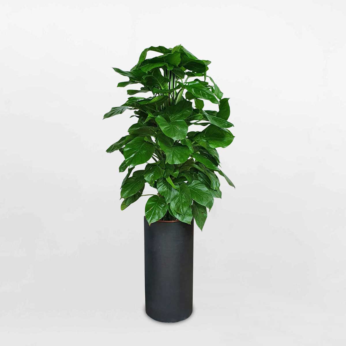 Cây trầu bà leo cột chậu xi măng CTBC002