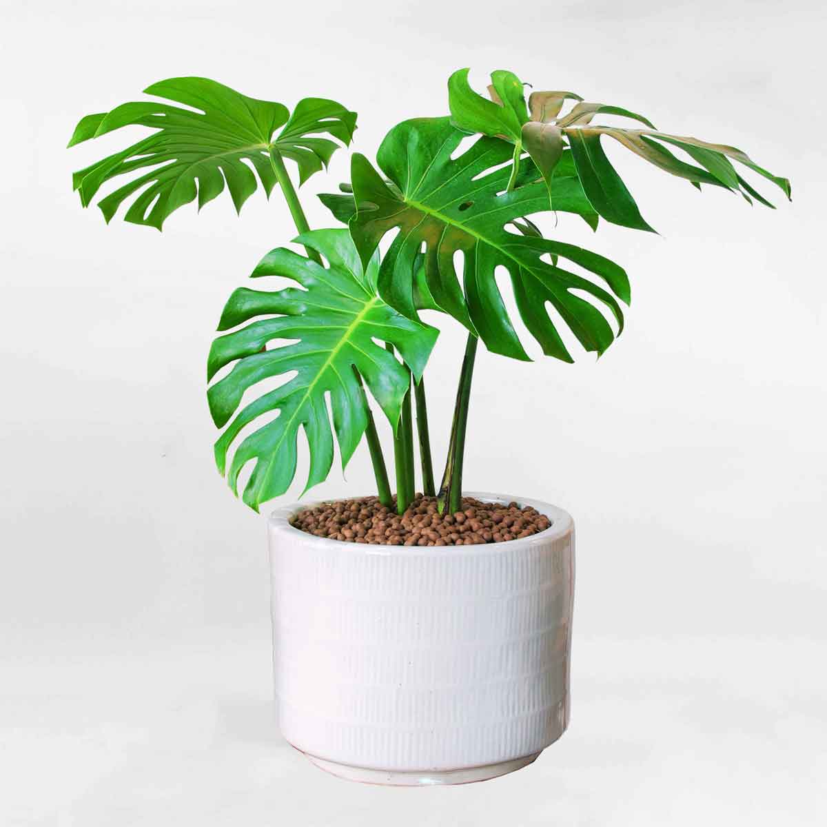 Cây trầu bà Nam Mỹ Monstera chậu men sứ MONS002