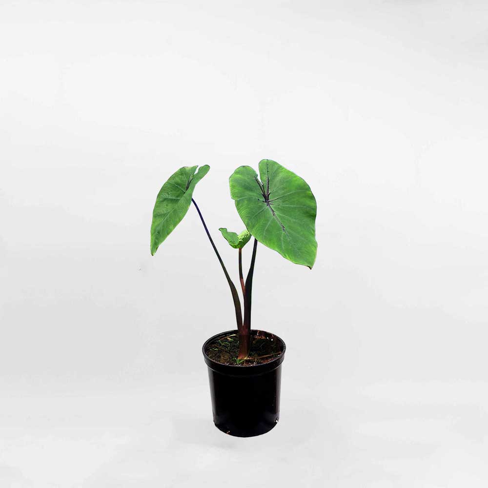 Cây Colocasia Pharaoh’s Mask