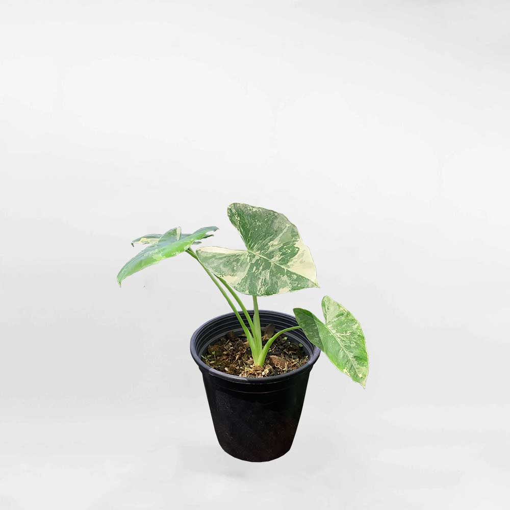 Cây Ráy Đột Biến Alocasia Macrorrhiza Variegata