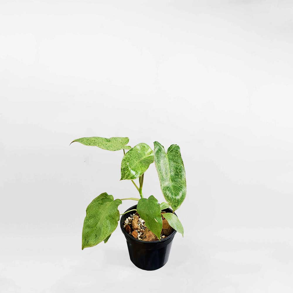 Cây Philodendron Paraiso Verde