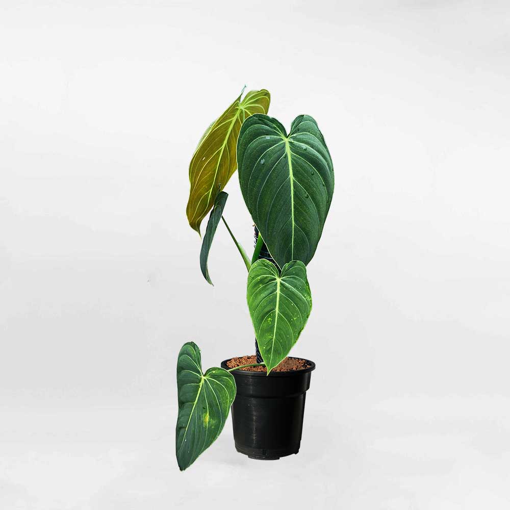Cây Philodendron Melanochrysum