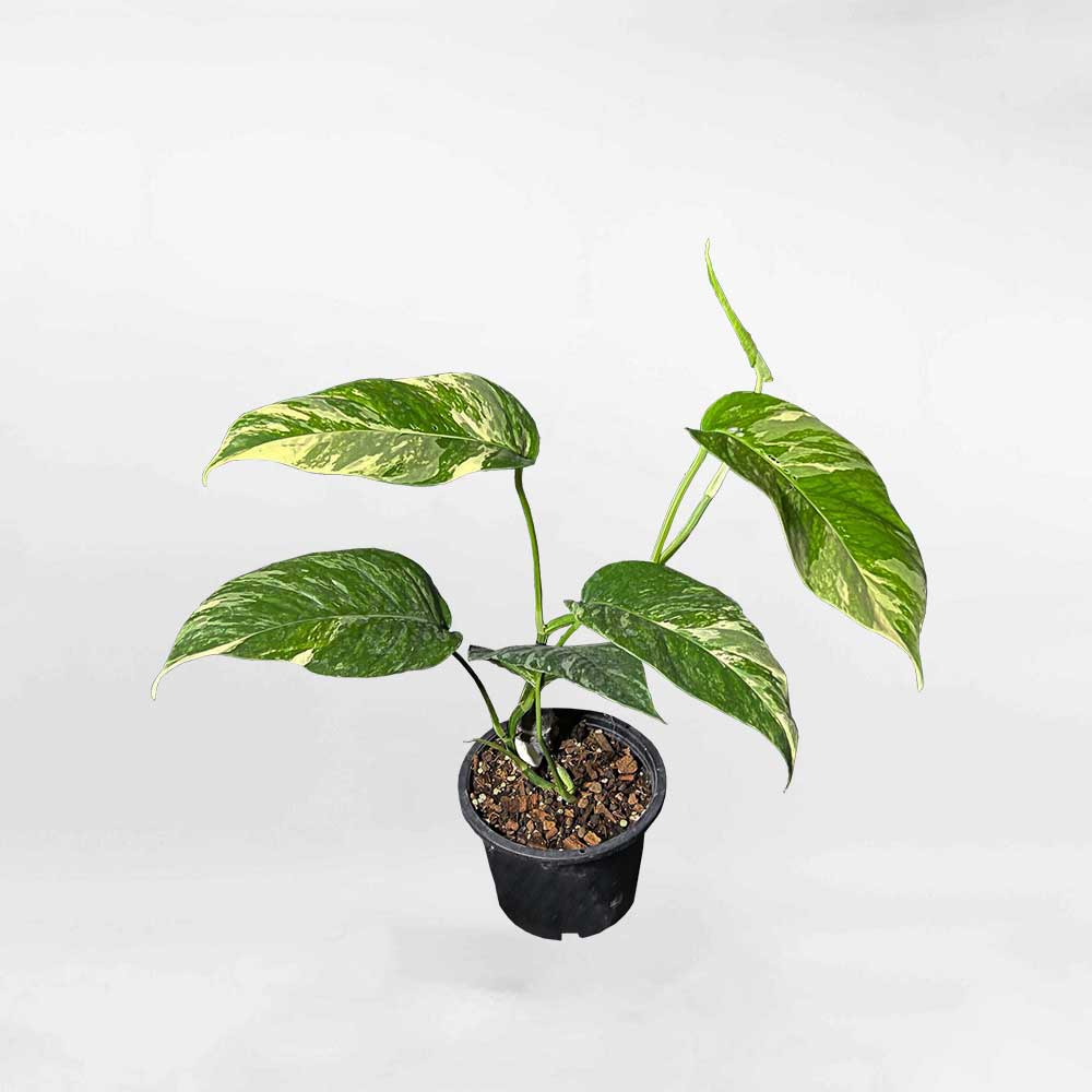 Cây Trầu Bà Epipremnum Pinnatum Albo Variegata