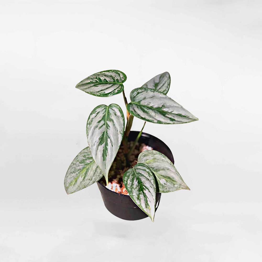 Cây Trầu Bà Philodendron Sodiroi