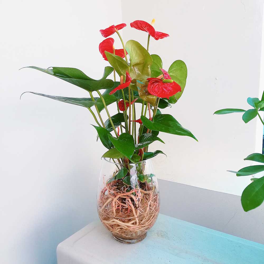 Cây hồng môn thủy sinh để bàn ANTH002