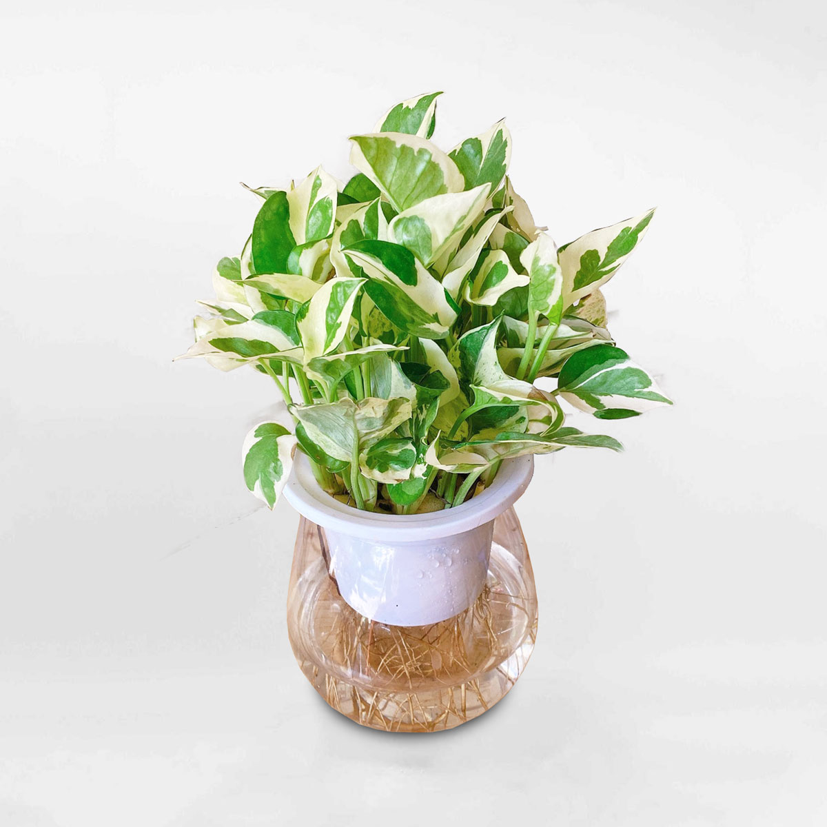 Cây Trầu Bà Cẩm Thạch Thủy Sinh Njoy Pothos POTH252