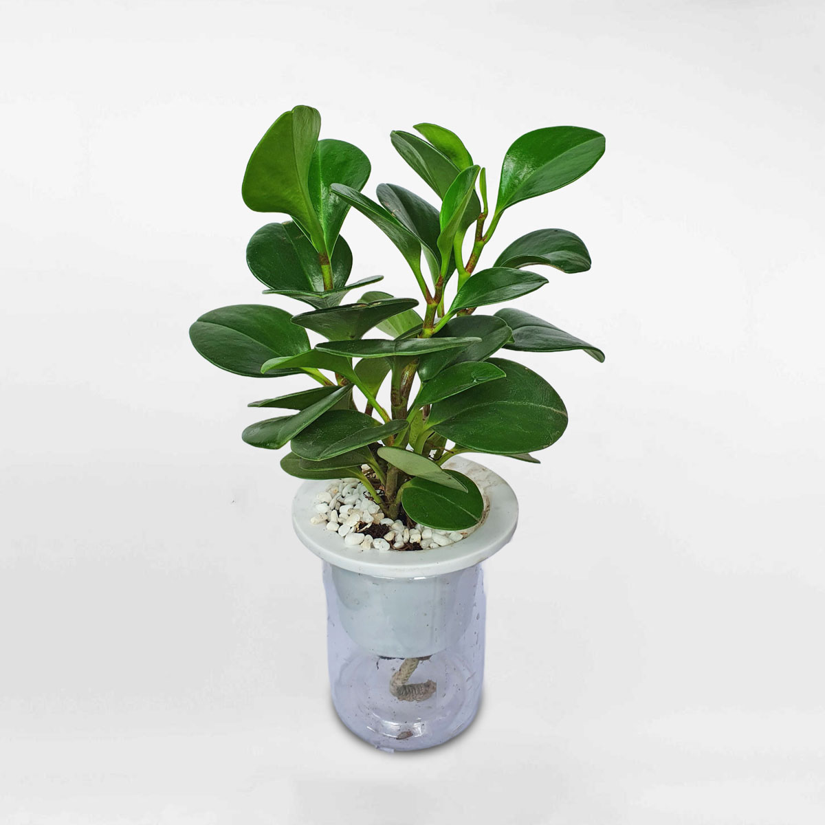 Cây Trường Sinh Thủy Sinh Peperomia obtusifolia PEOB002