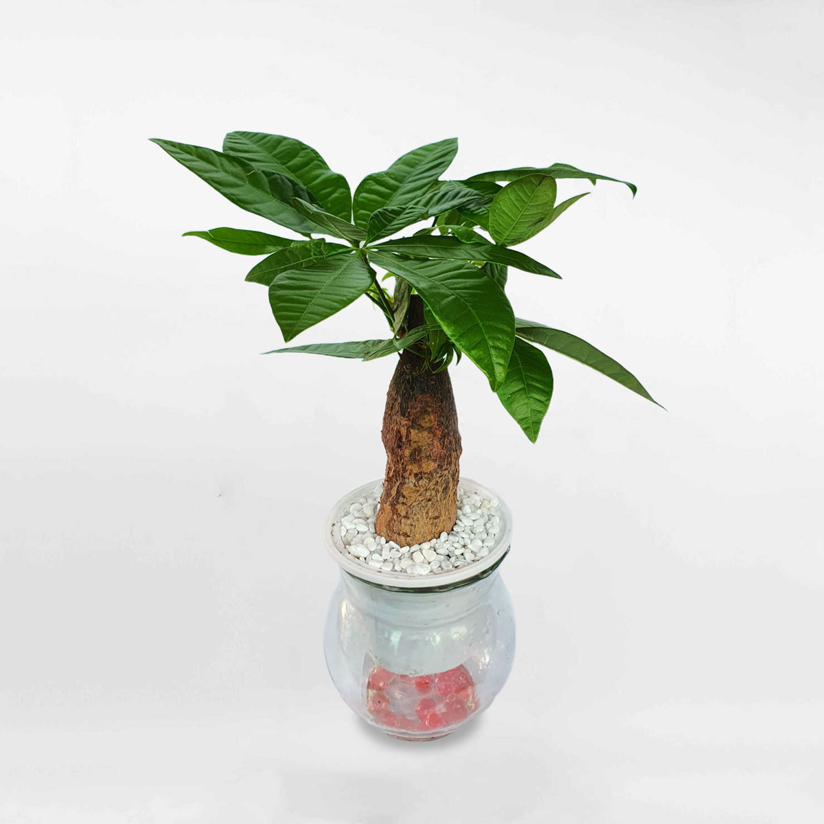 Cây kim ngân thủy sinh để bàn LONI005