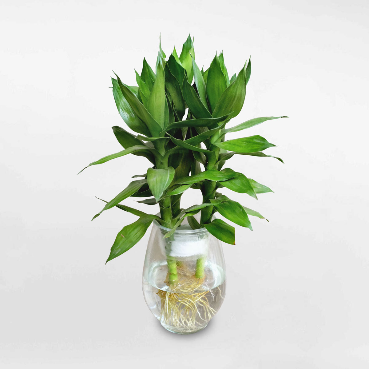Cây phát lộc thủy sinh Dracaena sanderiana PLTS001