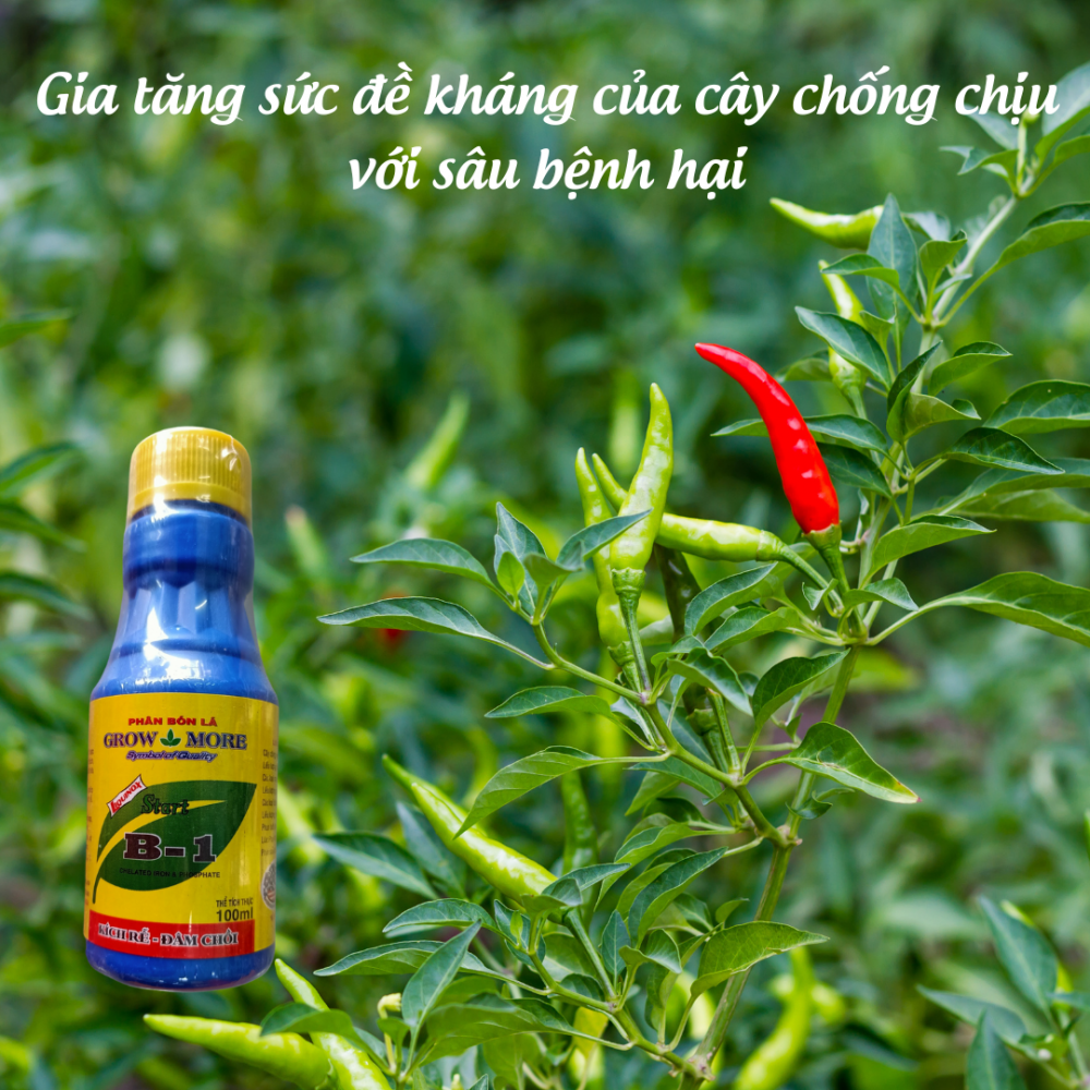 Phân bón lá Star Vitamin B1 Grow More 3