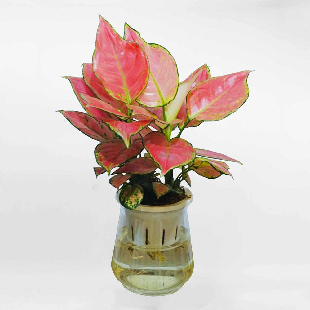 Cây Hồng Lộc Phát Thủy Sinh Aglaonema Red Valentine